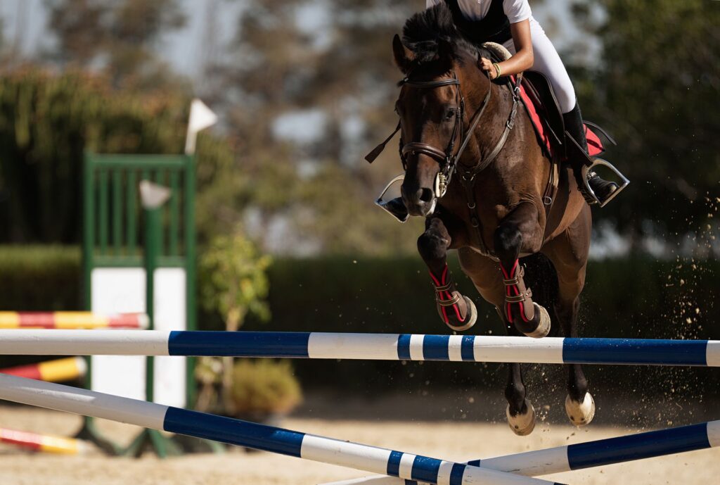 athletic horse jumping high in outdoor arena viewed from behind with rider in jumping position, equitation horses for sale